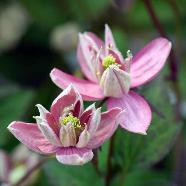 Clematis Broughton Star