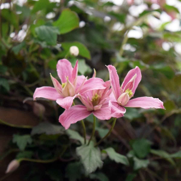 Clematis Broughton Star