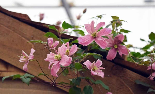 Clematis Broughton Star
