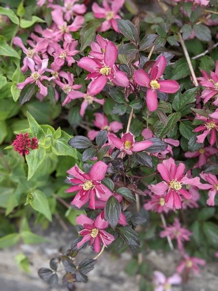 Clematis Broughton Star