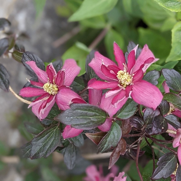 Clematis Broughton Star