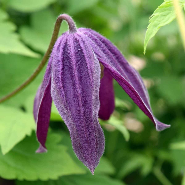 Clematis Brunette