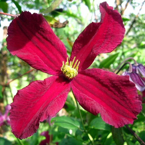 Clematis BURNING LOVE Vitiwester