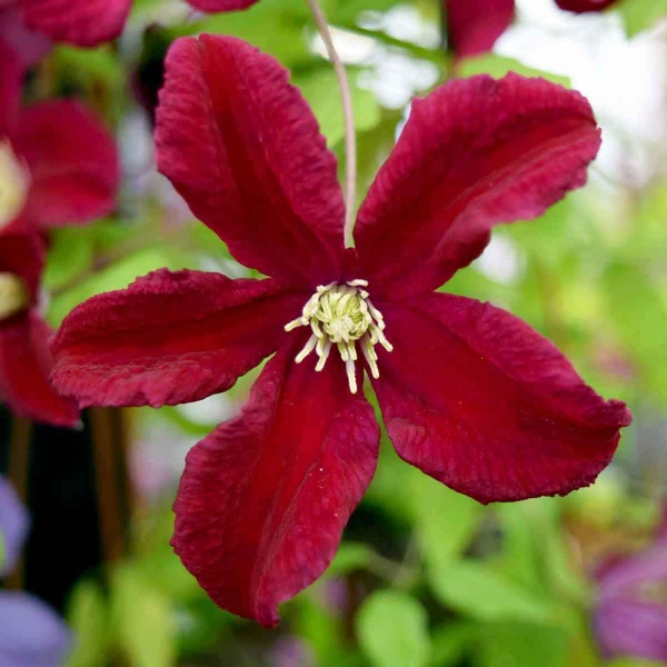 Clematis BURNING LOVE Vitiwester