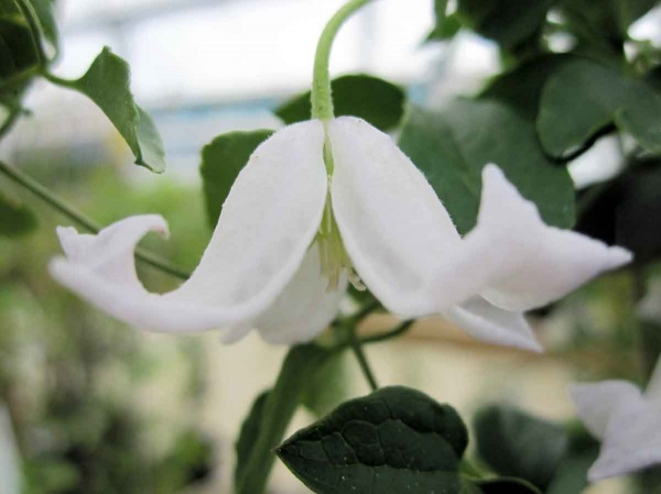 Clematis campaniflora