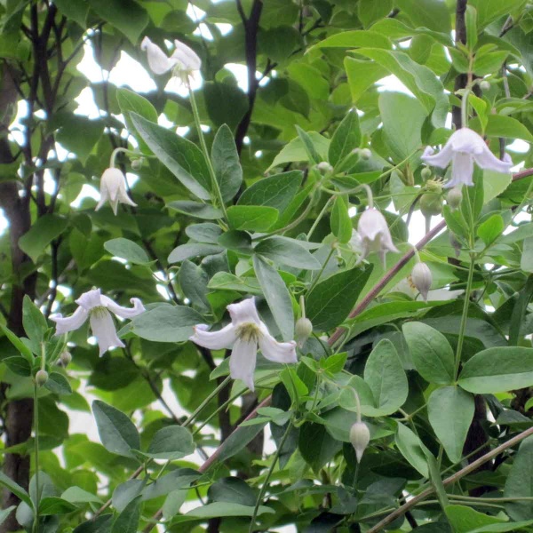 Clematis campaniflora