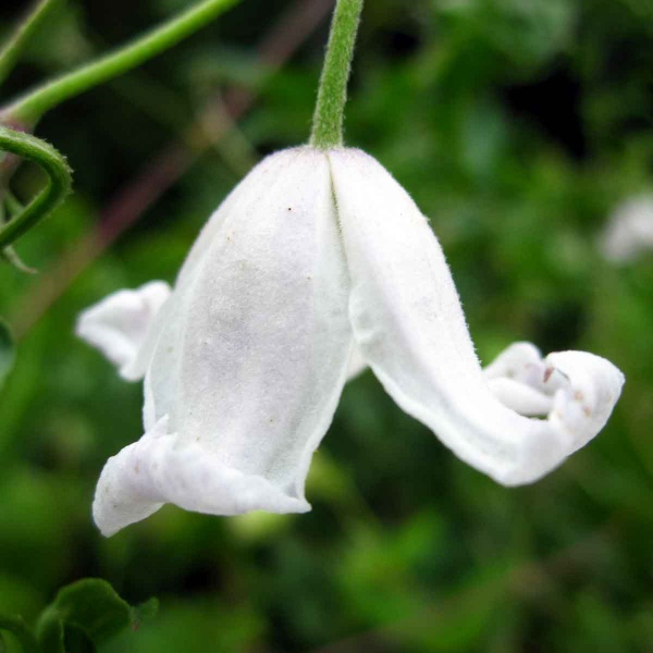 Clematis campaniflora