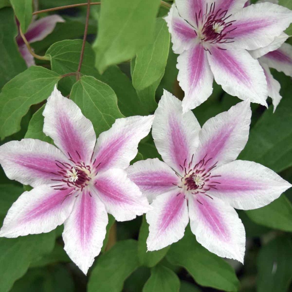 Clematis Carnaby