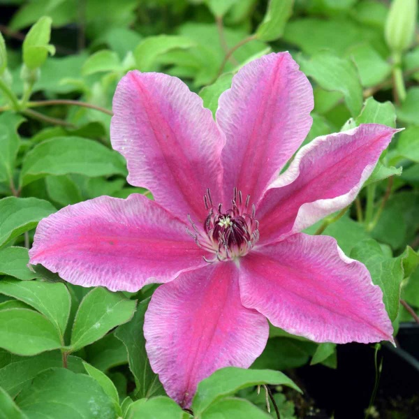 Clematis Carnaby