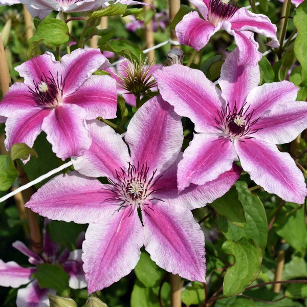 Clematis Carnaby