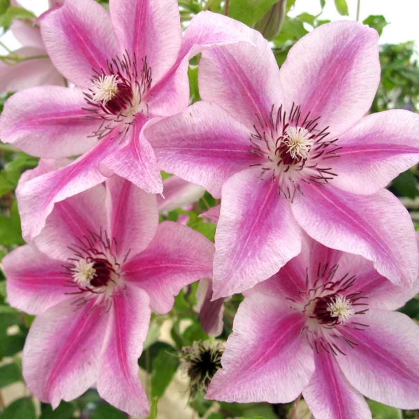 Clematis Carnaby