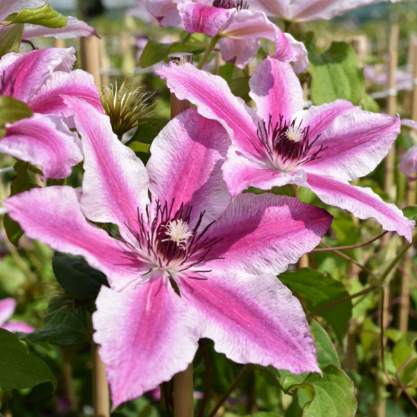 Clematis Carnaby