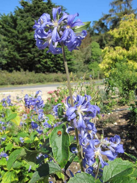 Clematis Cassandra