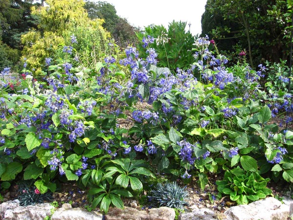 Clematis Cassandra