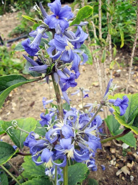 Clematis Cassandra