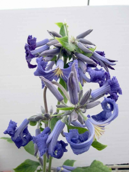 Clematis Cassandra