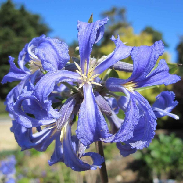 Clematis Cassandra