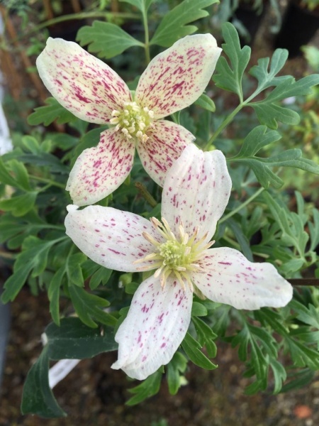 Clematis cirrhosa var. balearica