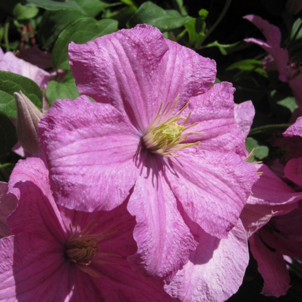 Clematis Comtesse de Bouchaud