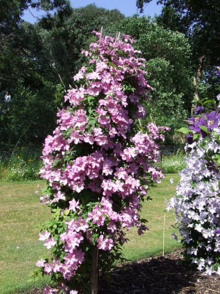 Clematis Comtesse de Bouchaud