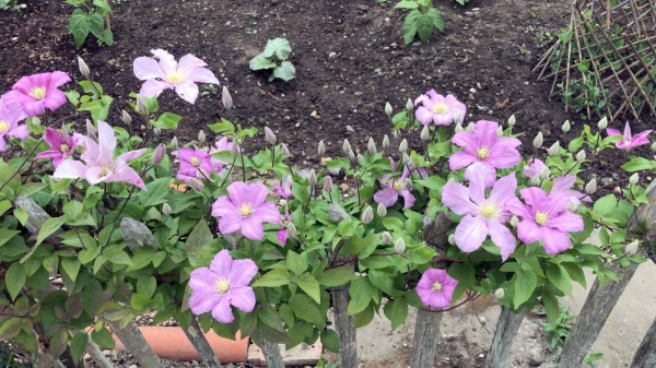 Clematis Comtesse de Bouchaud