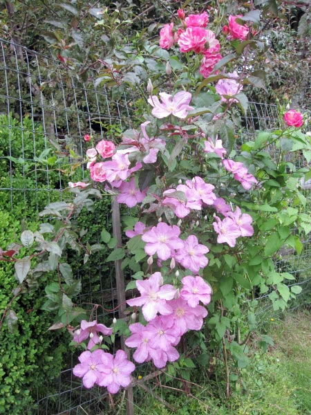 Clematis Comtesse de Bouchaud