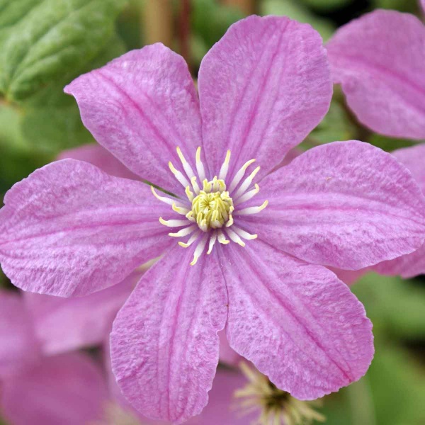 Clematis Comtesse de Bouchaud