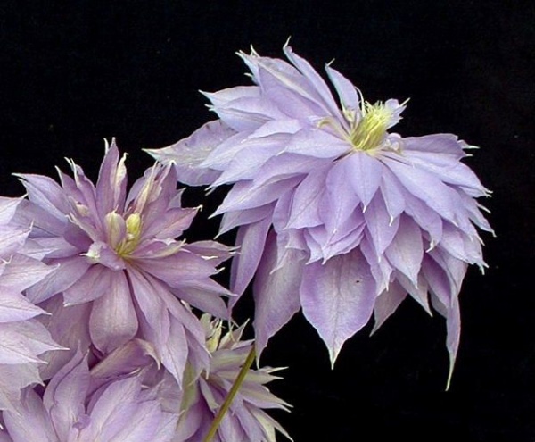 Clematis Countess of Lovelace