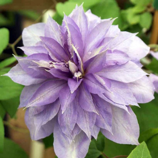 Clematis Countess of Lovelace