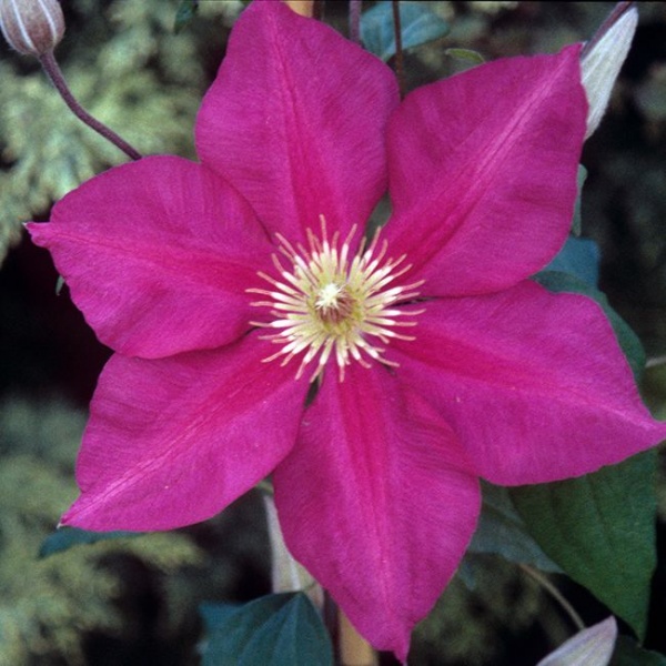 Clematis Crimson King (Red Cooler)