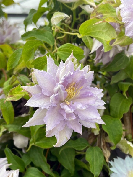 Clematis DANCING KING 'Zodaki'