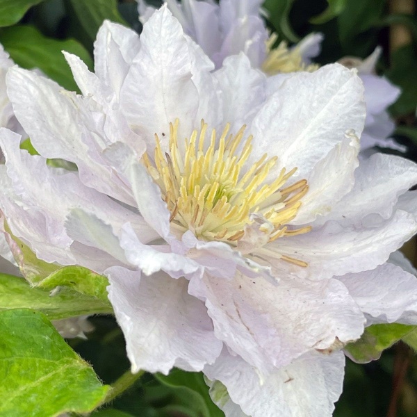 Clematis DANCING KING 'Zodaki'