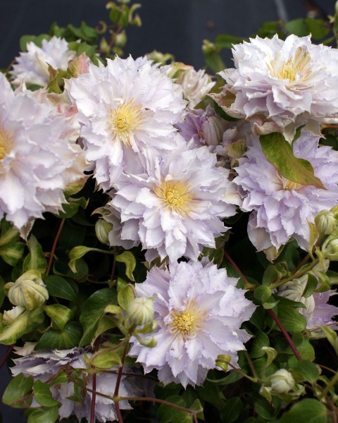 Clematis DANCING KING 'Zodaki'