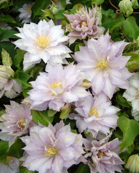 Clematis DANCING KING 'Zodaki'