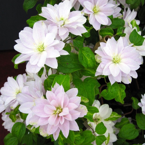 Clematis DANCING QUEEN 'Zodaque'