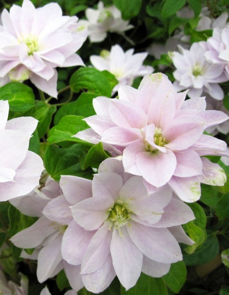 Clematis DANCING QUEEN 'Zodaque'