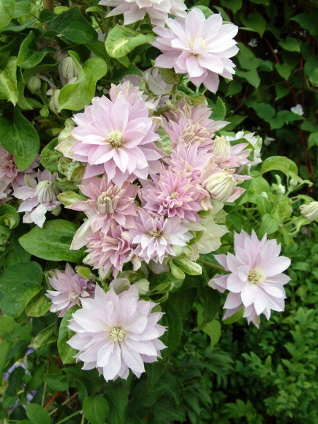 Clematis DANCING QUEEN 'Zodaque'