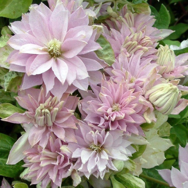 Clematis DANCING QUEEN 'Zodaque'