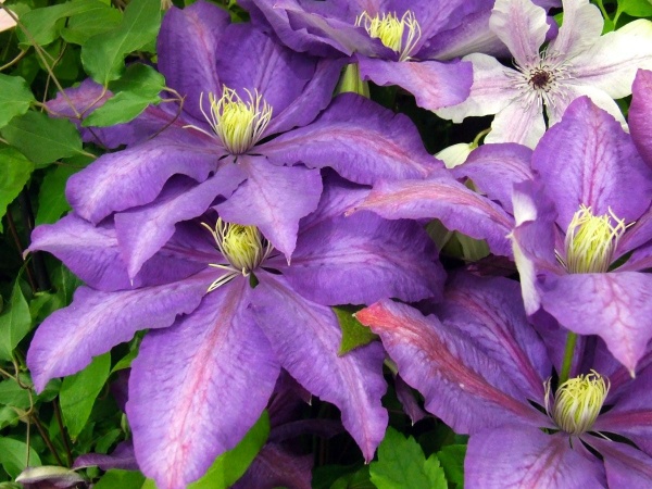 Clematis Daniel Deronda