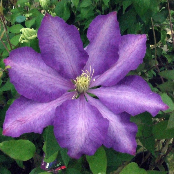 Clematis Daniel Deronda