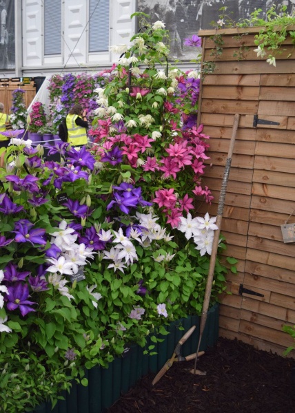 Clematis Daniel Deronda