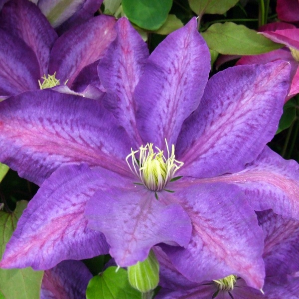 Clematis Daniel Deronda