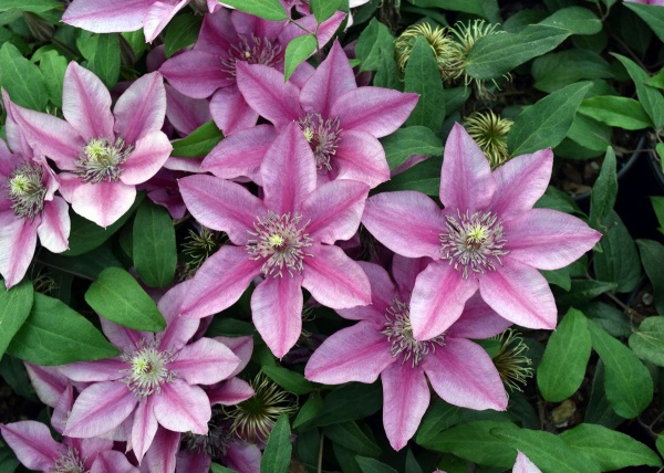 Clematis DARCY Evipo106