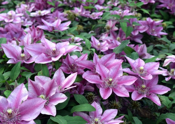 Clematis DARCY Evipo106