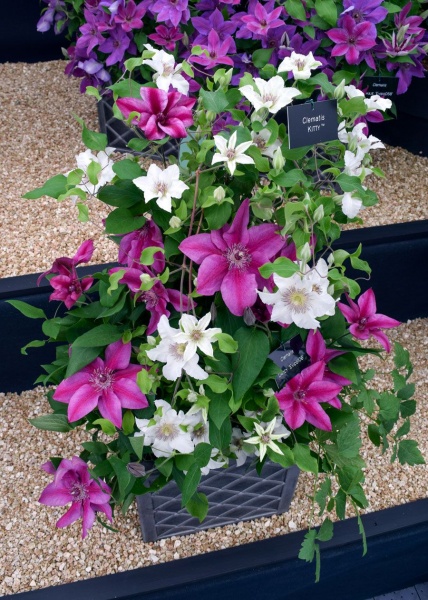 Clematis DARCY Evipo106