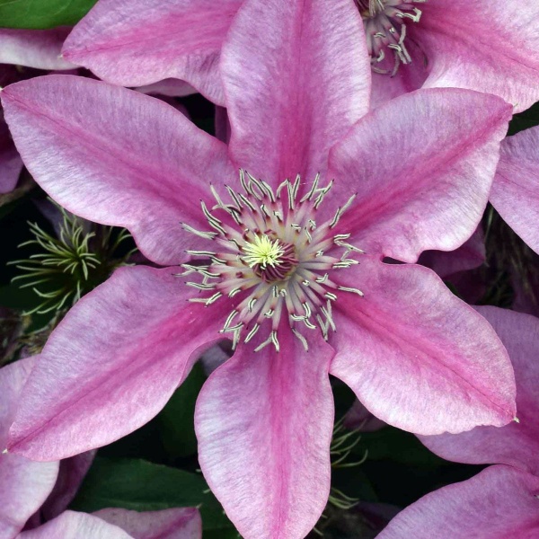 Clematis DARCY Evipo106