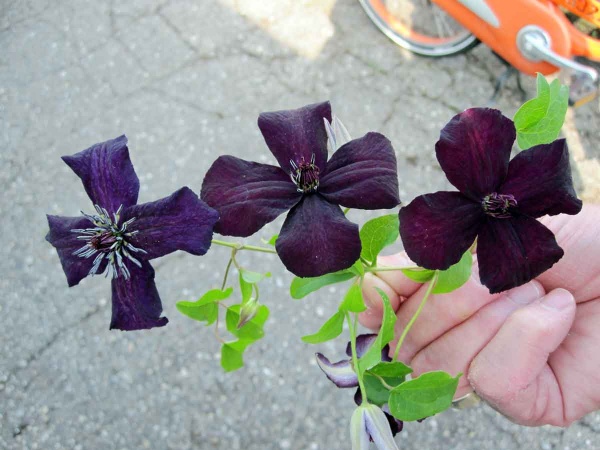 Clematis Dark Eyes