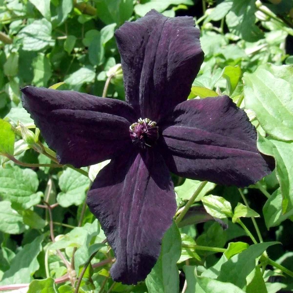 Clematis Dark Eyes