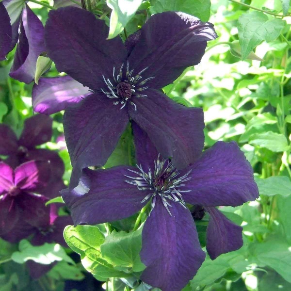 Clematis Dark Eyes