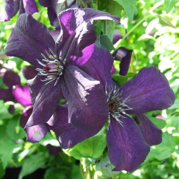 Clematis Dark Eyes